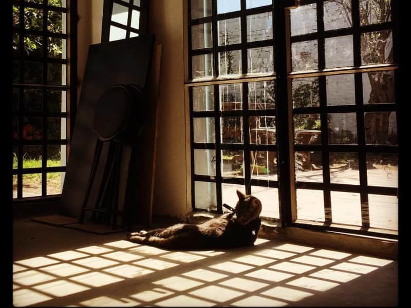 Housesitting assignment in San Isidro, Argentina