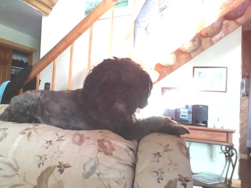 Housesitting assignment in Glidden, Wisconsin, United States