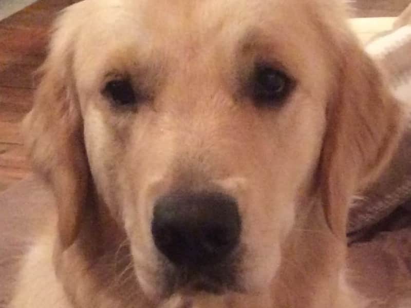 Housesitting assignment in West Kirby, United Kingdom