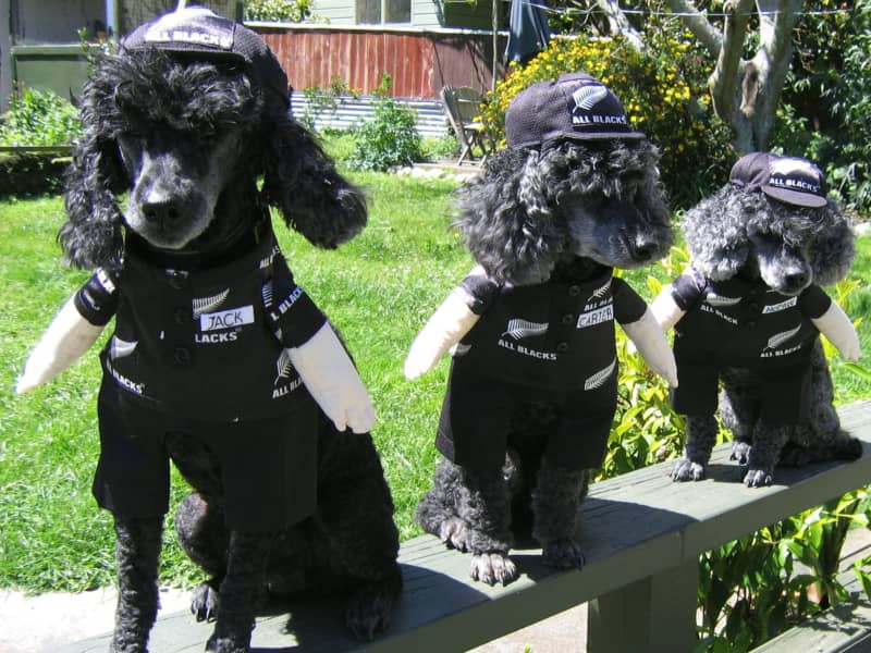 Jane from Oxford, New Zealand