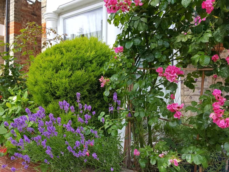 Housesitting assignment in East Finchley, United Kingdom