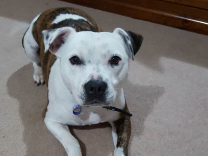 Nigel from Mernda, Victoria, Australia