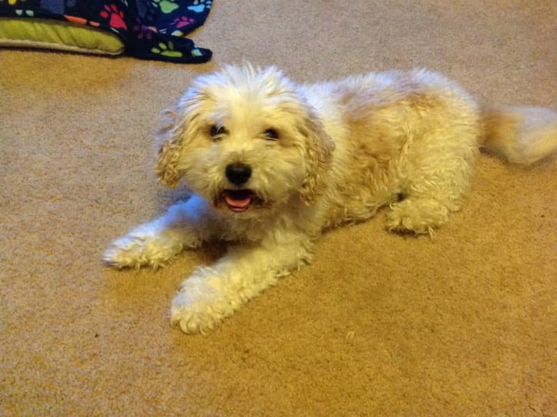 Housesitting assignment in Rowville, Victoria, Australia