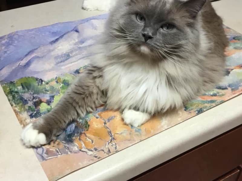 Housesitting assignment in Atlanta, Georgia, United States