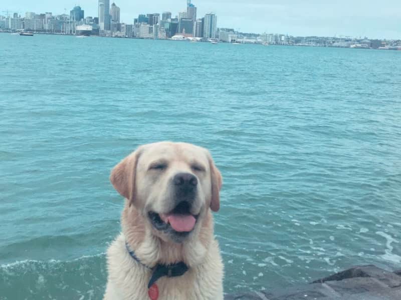 Housesitting assignment in Northcote Point, New Zealand
