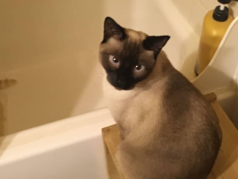 Housesitting assignment in Dillon, Colorado, United States