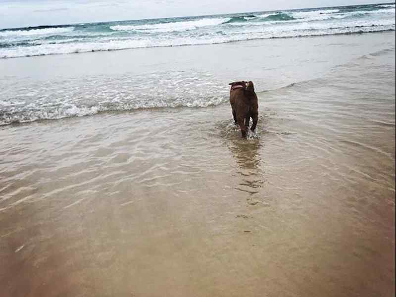 Housesitting assignment in Pottsville Beach, New South Wales, Australia