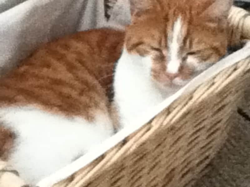 house sitting in reading united kingdom trustedhousesitters com housesitting assignment in reading united kingdom