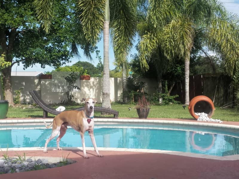 Housesitting assignment in Homestead, Florida, United States