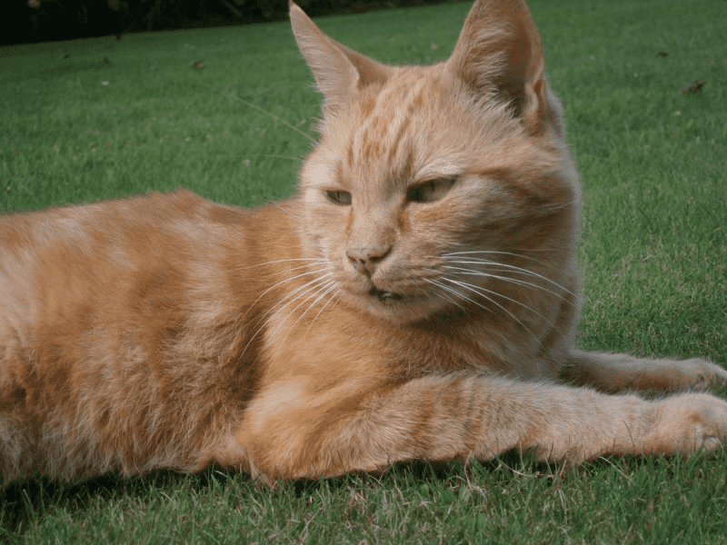 Housesitting assignment in Wanganui, New Zealand