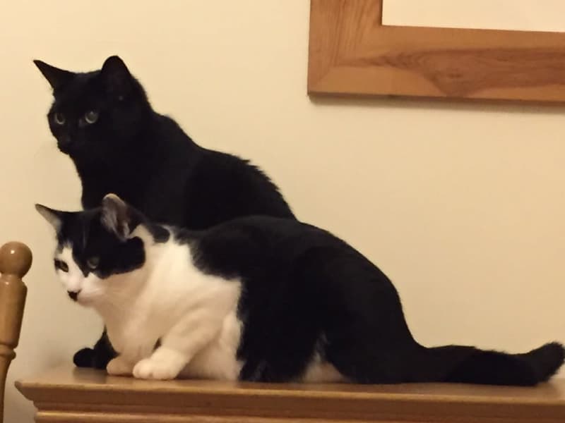 Housesitting assignment in Hebden Bridge, United Kingdom