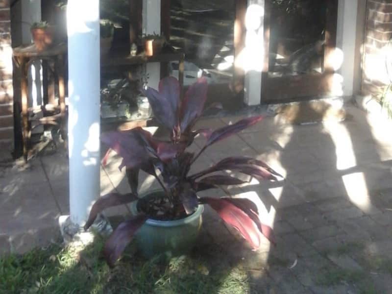 Housesitting assignment in Greenwich, New South Wales, Australia