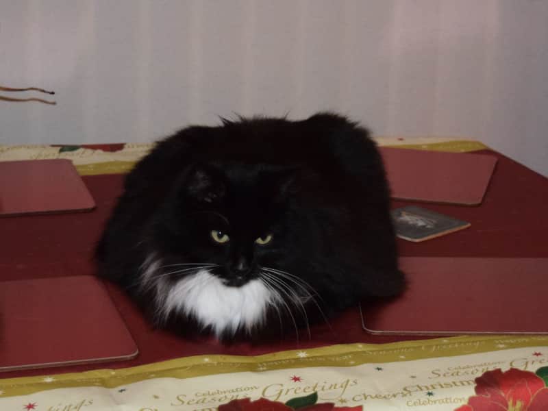 Housesitting assignment in Crewe, United Kingdom