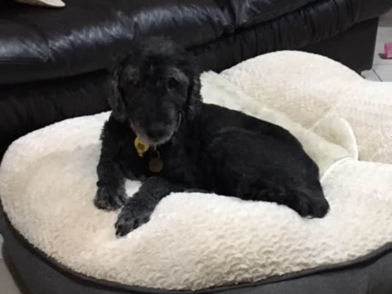 Housesitting assignment in Bordertown, South Australia, Australia