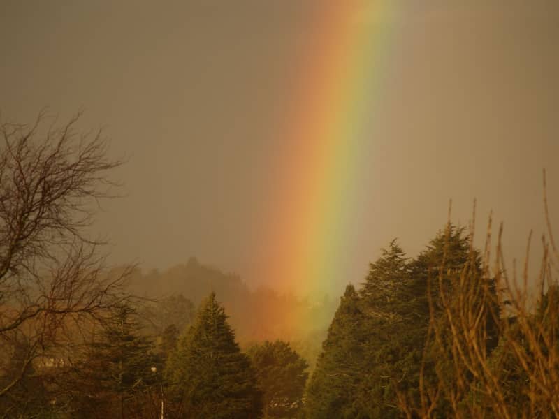 Housesitting assignment in Te Awamutu, New Zealand