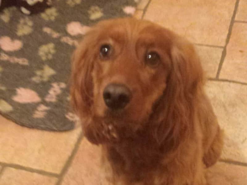 Housesitting assignment in Hitchin, United Kingdom