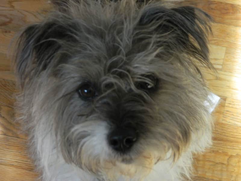 Housesitting assignment in Fort Collins, Colorado, United States