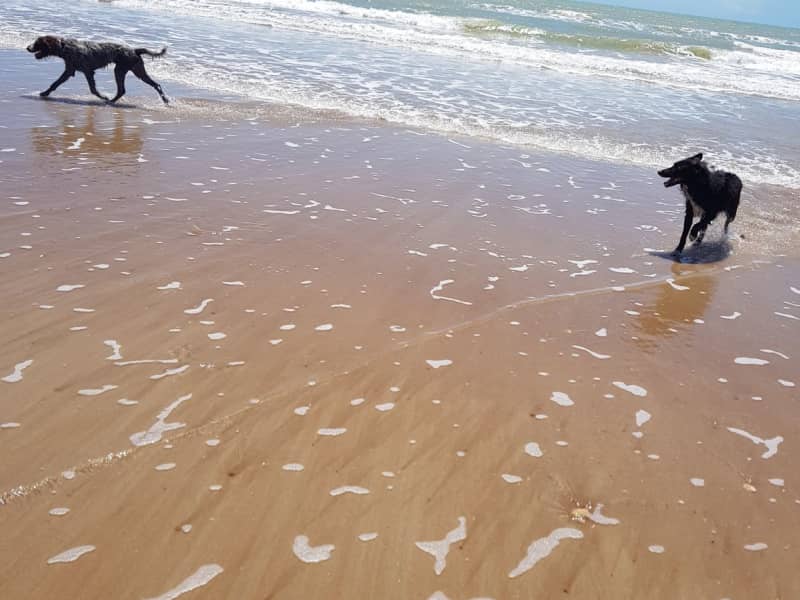 Housesitting assignment in Muirhead, Northern Territory, Australia