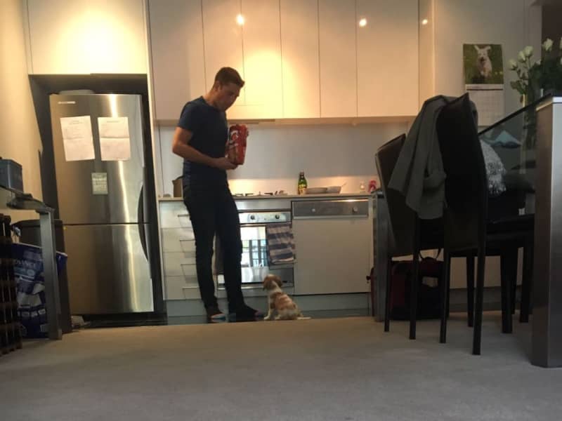 Housesitting assignment in Paddington, New South Wales, Australia