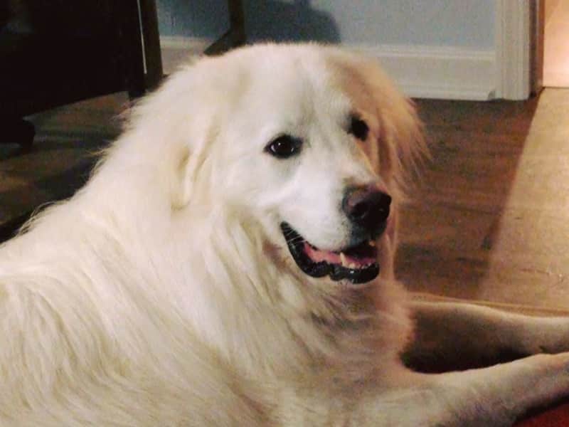 Housesitting assignment in Raleigh, North Carolina, United States
