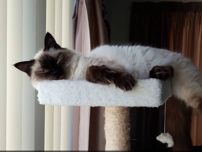 Housesitting assignment in Christchurch, New Zealand