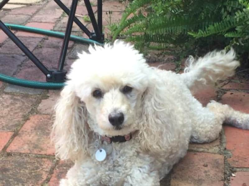 Housesitting assignment in Indented Head, Victoria, Australia