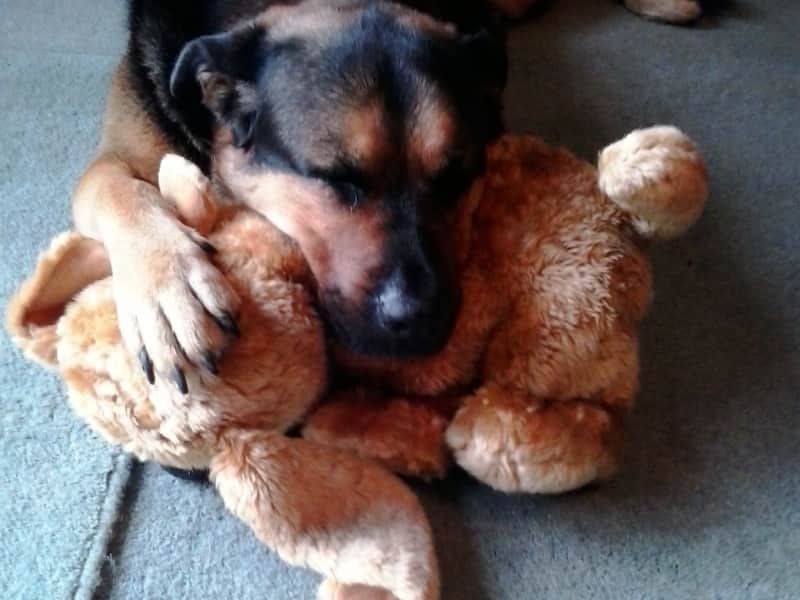 Housesitting assignment in Southampton, United Kingdom