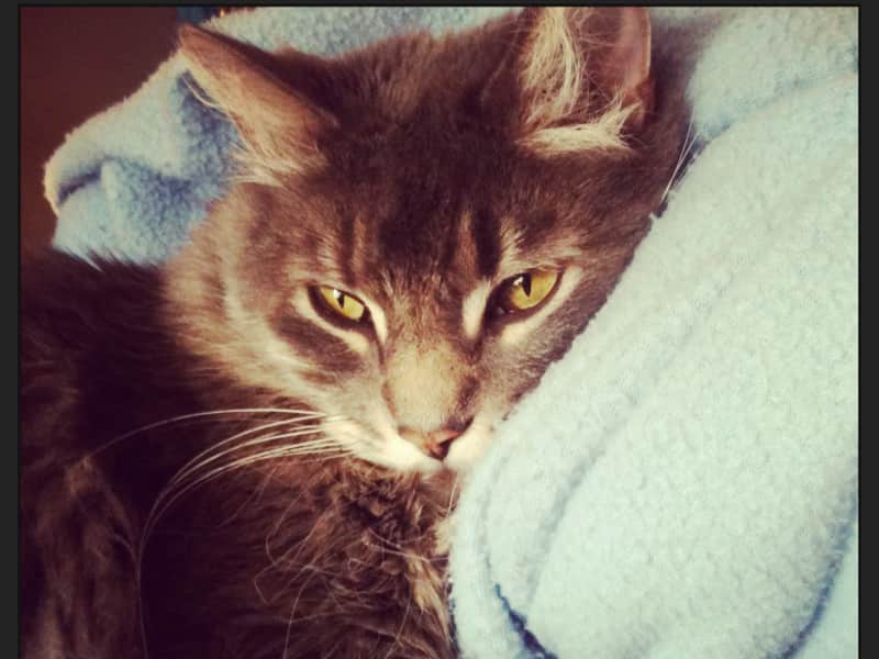 Housesitting assignment in Elmvale, Ontario, Canada
