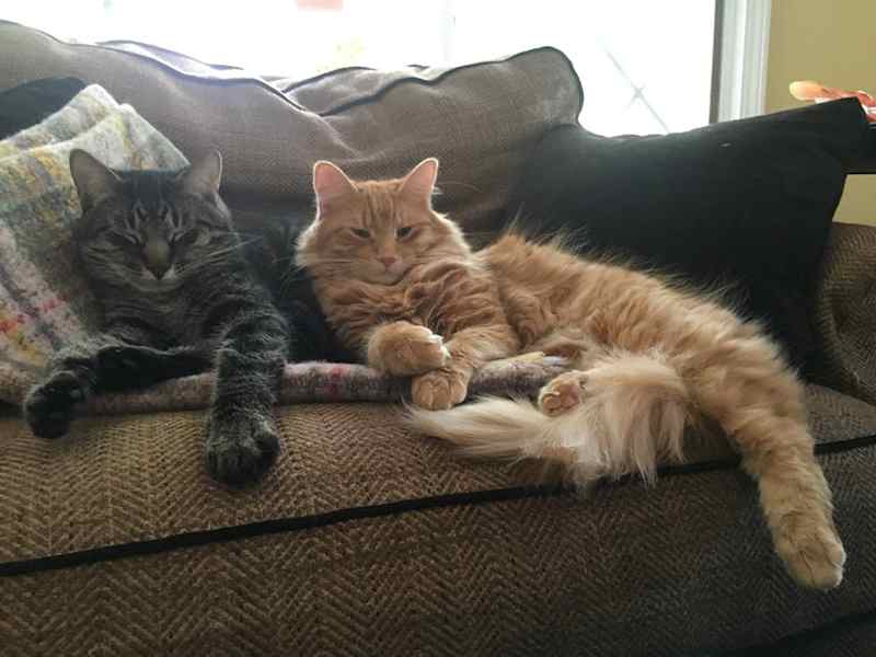 Housesitting assignment in Ann Arbor, Michigan, United States