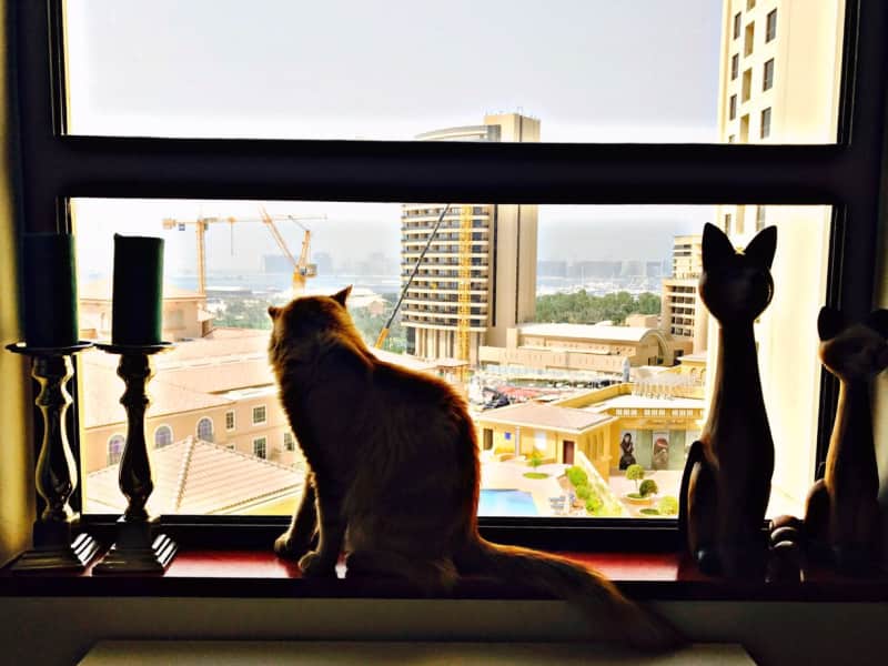Housesitting assignment in Dubai, United Arab Emirates