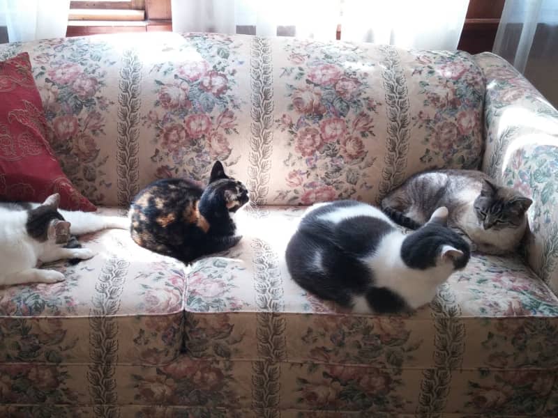 Housesitting assignment in Oklahoma City, Oklahoma, United States