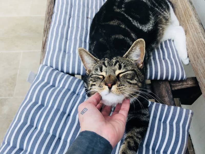 Housesitting assignment in Putney, United Kingdom