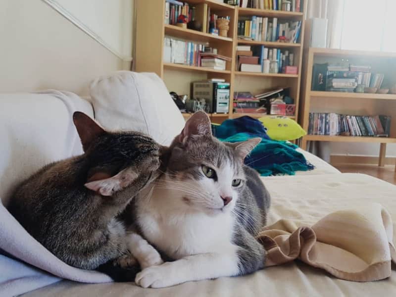 Housesitting assignment in Westlands, Kenya