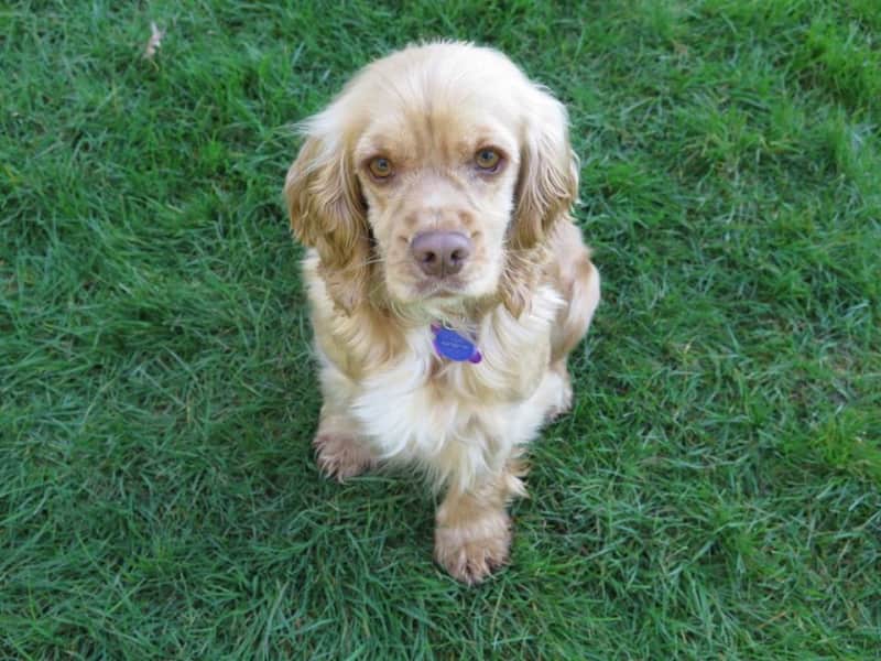 Housesitting assignment in North Vancouver, British Columbia, Canada