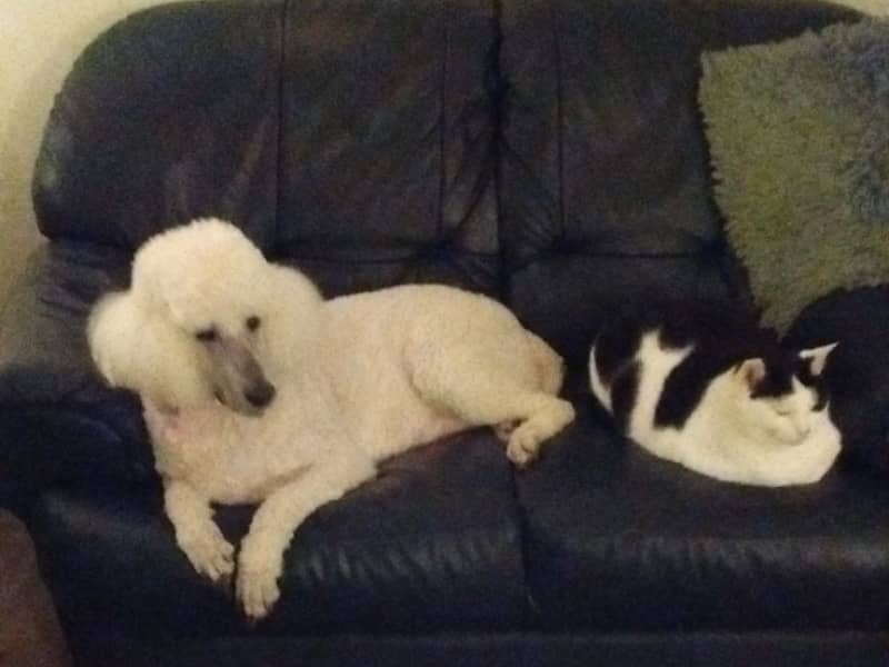 Housesitting assignment in Wisbech, United Kingdom