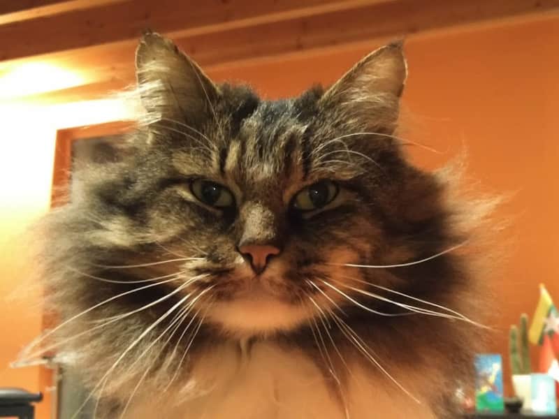 Housesitting assignment in Kruishoutem, Belgium