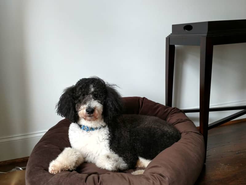 Housesitting assignment in Druid Hills, Georgia, United States