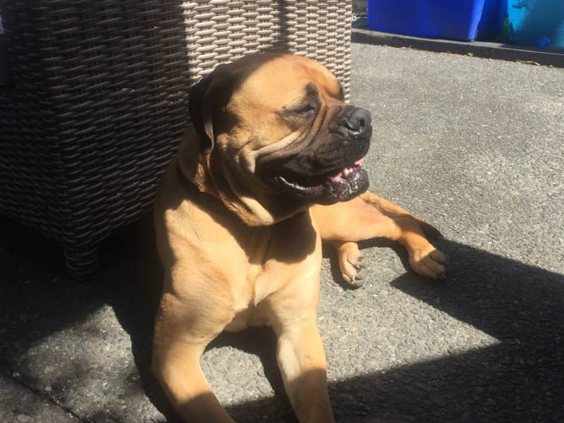 Housesitting assignment in Havelock North, New Zealand