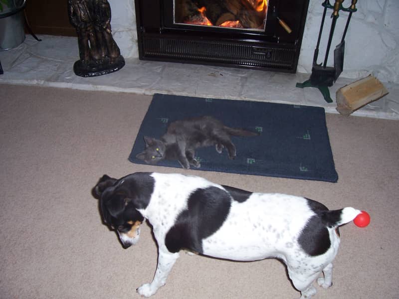Housesitting assignment in Feilding, New Zealand