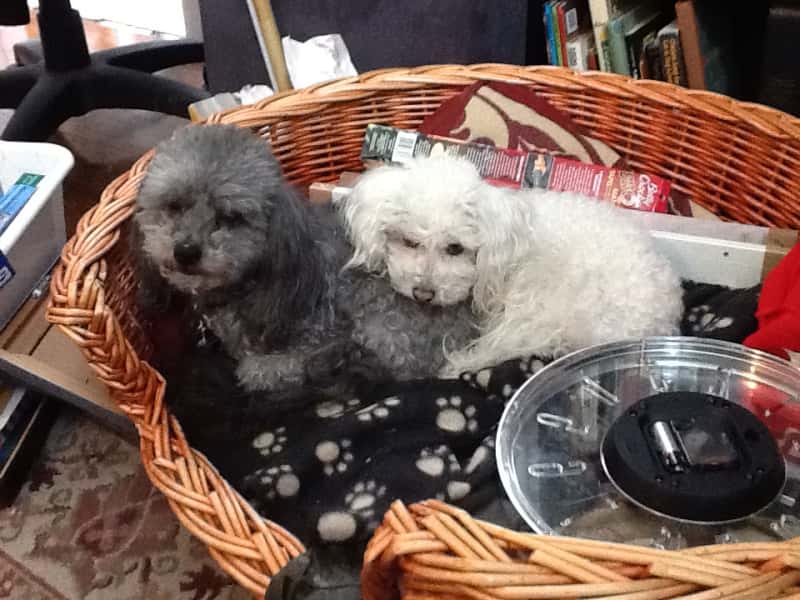 Housesitting assignment in Surrey, British Columbia, Canada