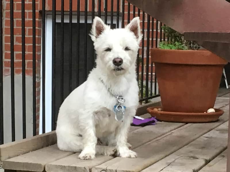 Housesitting assignment in Montréal, Quebec, Canada