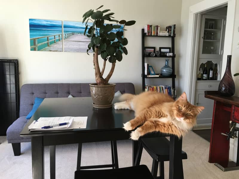 Housesitting assignment in San Francisco, California, United States