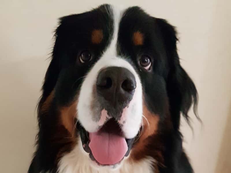 Housesitting assignment in Hillarys, Western Australia, Australia