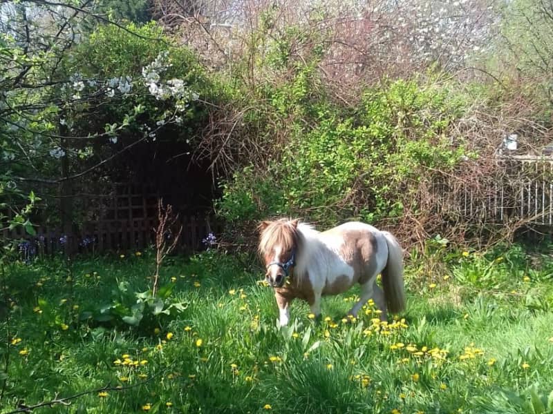 Housesitting assignment in Warsash, United Kingdom