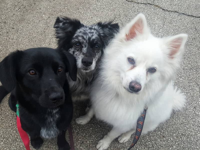 Housesitting assignment in Chicago, Illinois, United States