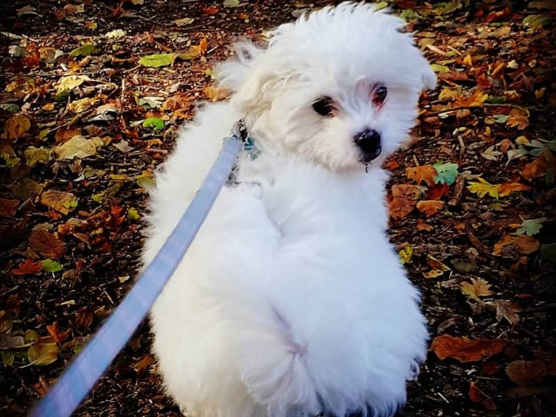 Housesitting assignment in York, United Kingdom