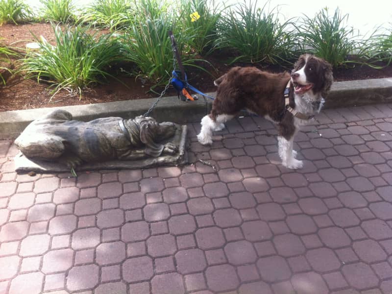 Housesitting assignment in Langford, British Columbia, Canada