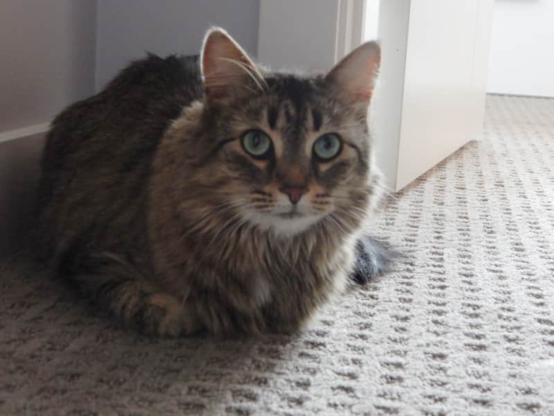 Housesitting assignment in Calgary, Alberta, Canada