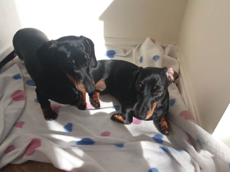 Housesitting assignment in Halstead, United Kingdom