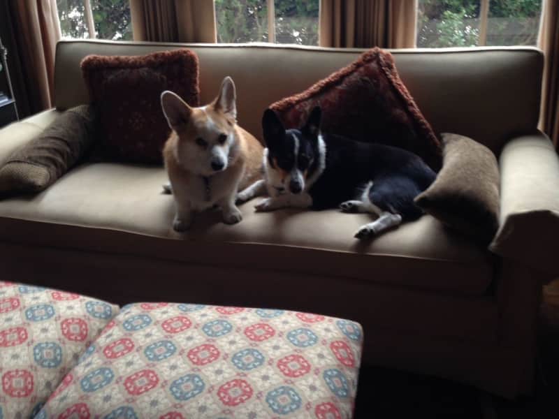 Housesitting assignment in San Antonio, Texas, United States